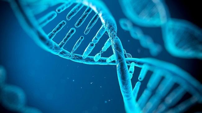 DNA là gì và ý nghĩa của xét nghiệm DNA